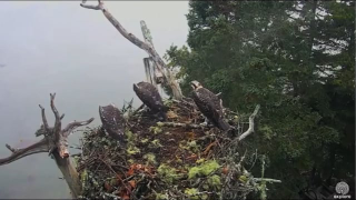 Two Osprey Chicks Brilliantly Survive Bald Eagle Raid (One Does Not)